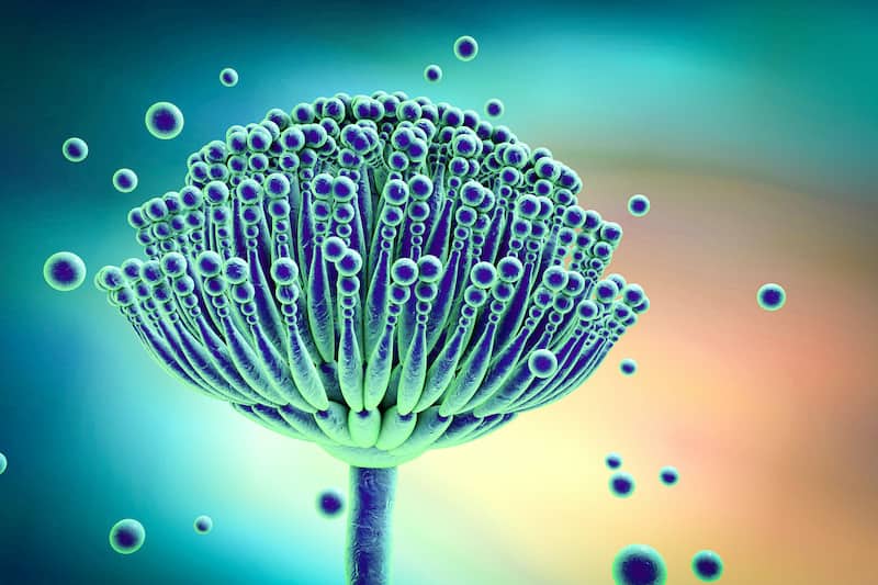 Aspergillus toxic mold