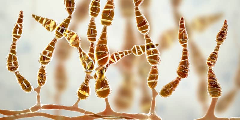 Mold Alternaria alternata, allergic fungus, 3D illustration. Alternaria is the causative agent of plant diseases, is common indoor mold and causes allergy, asthma, onychomycosis, sinusitis