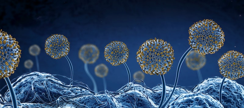 Microscopic image of growing molds or mold fungus and spores - 3d illustration
