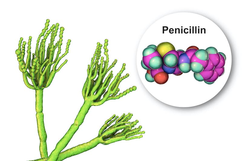 Fungi Penicillium producing penicillin antibiotic, 3D illustration