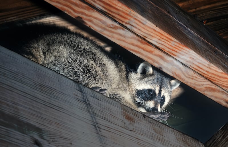 American raccoon climbed into the attic of a house