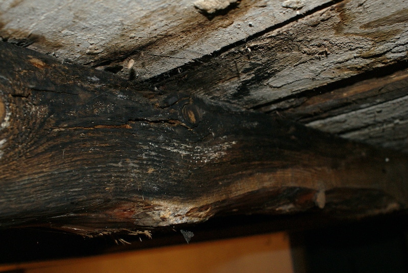 Attic & Crawlspace water intrusion