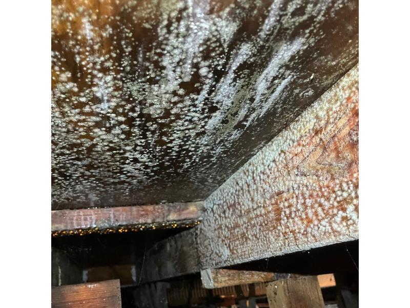 removing toxic mold