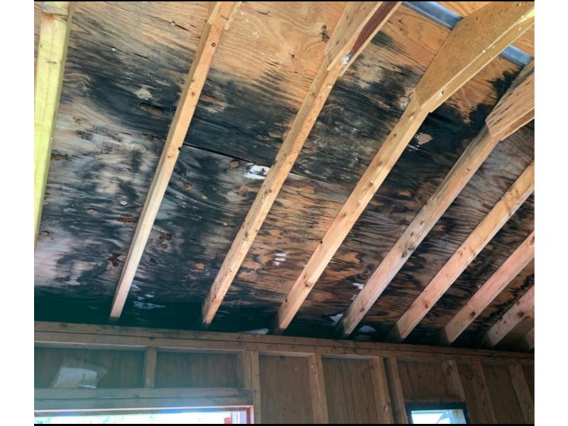 attic toxic mold