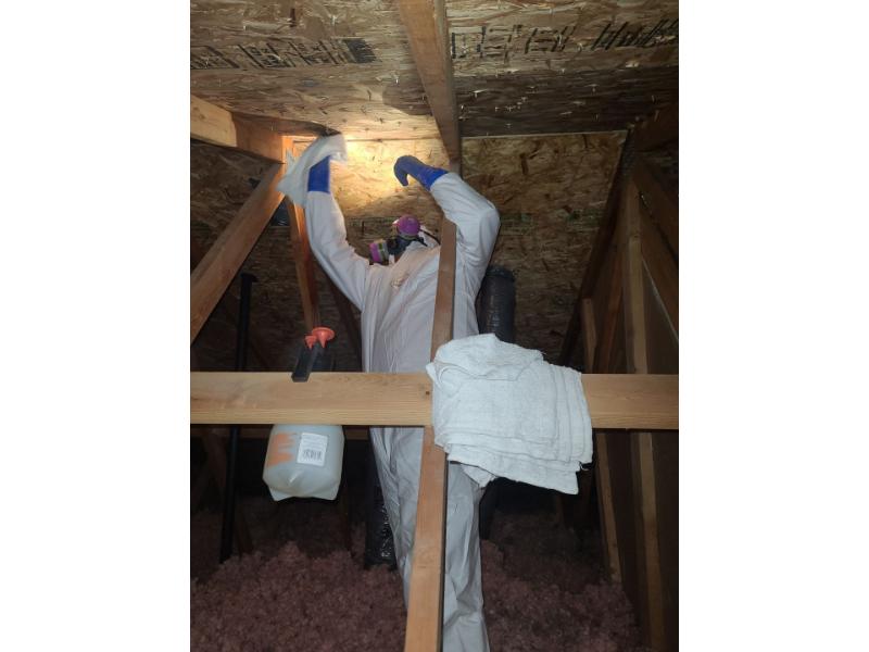 professional toxic mold remediation