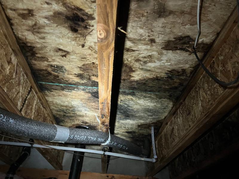 how to remove toxic mold spores