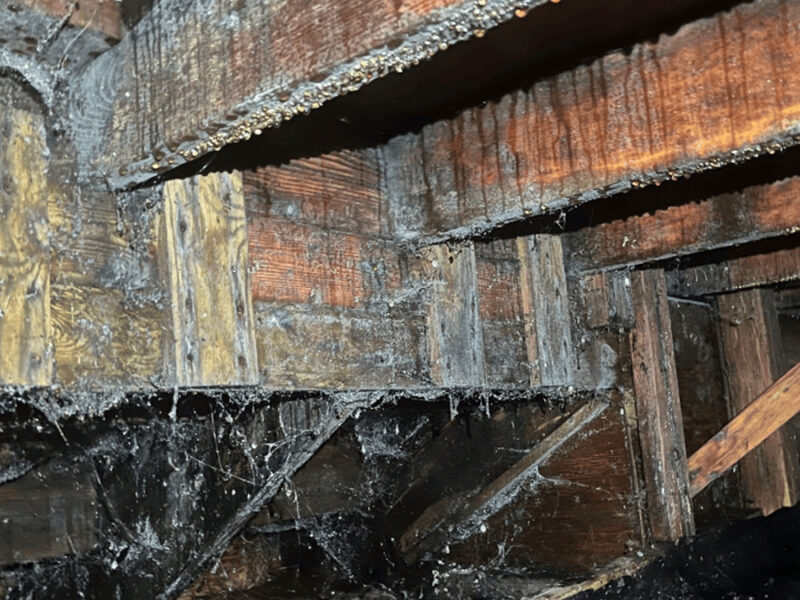 mold-crawl-space-boise