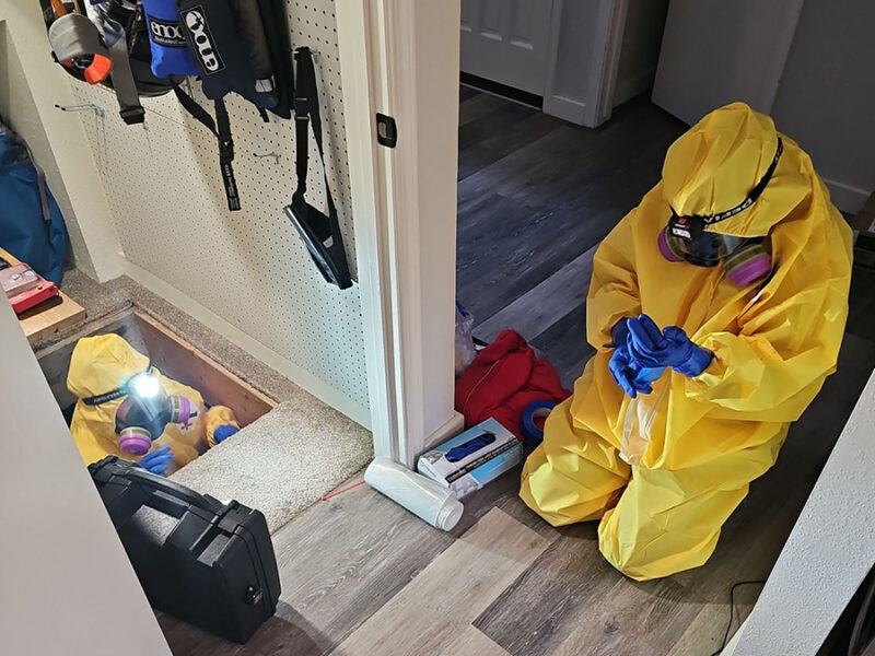 mold testing boise id