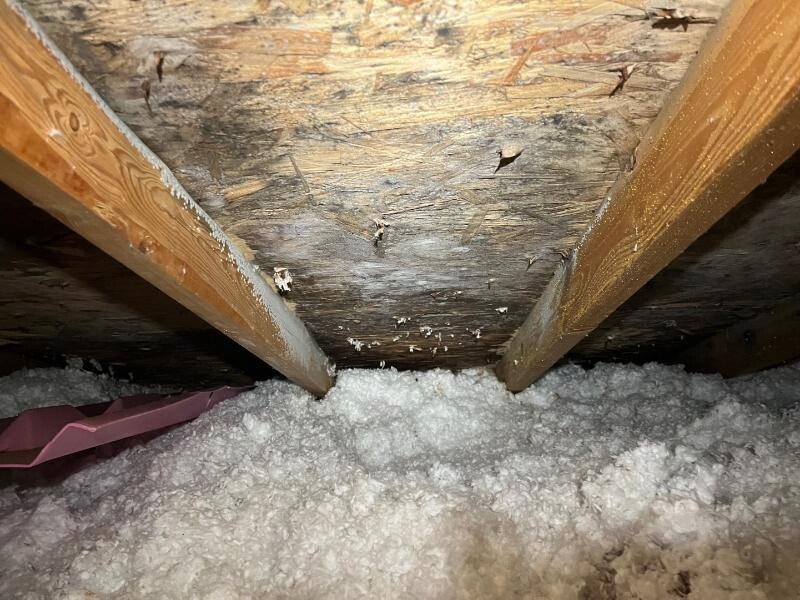 attic mold inspection
