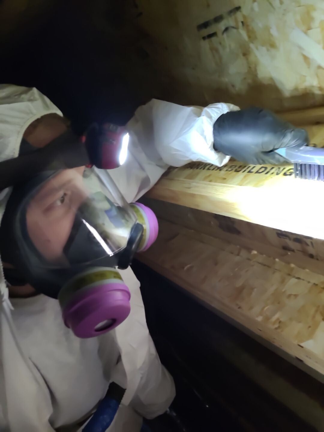 mold removal full size