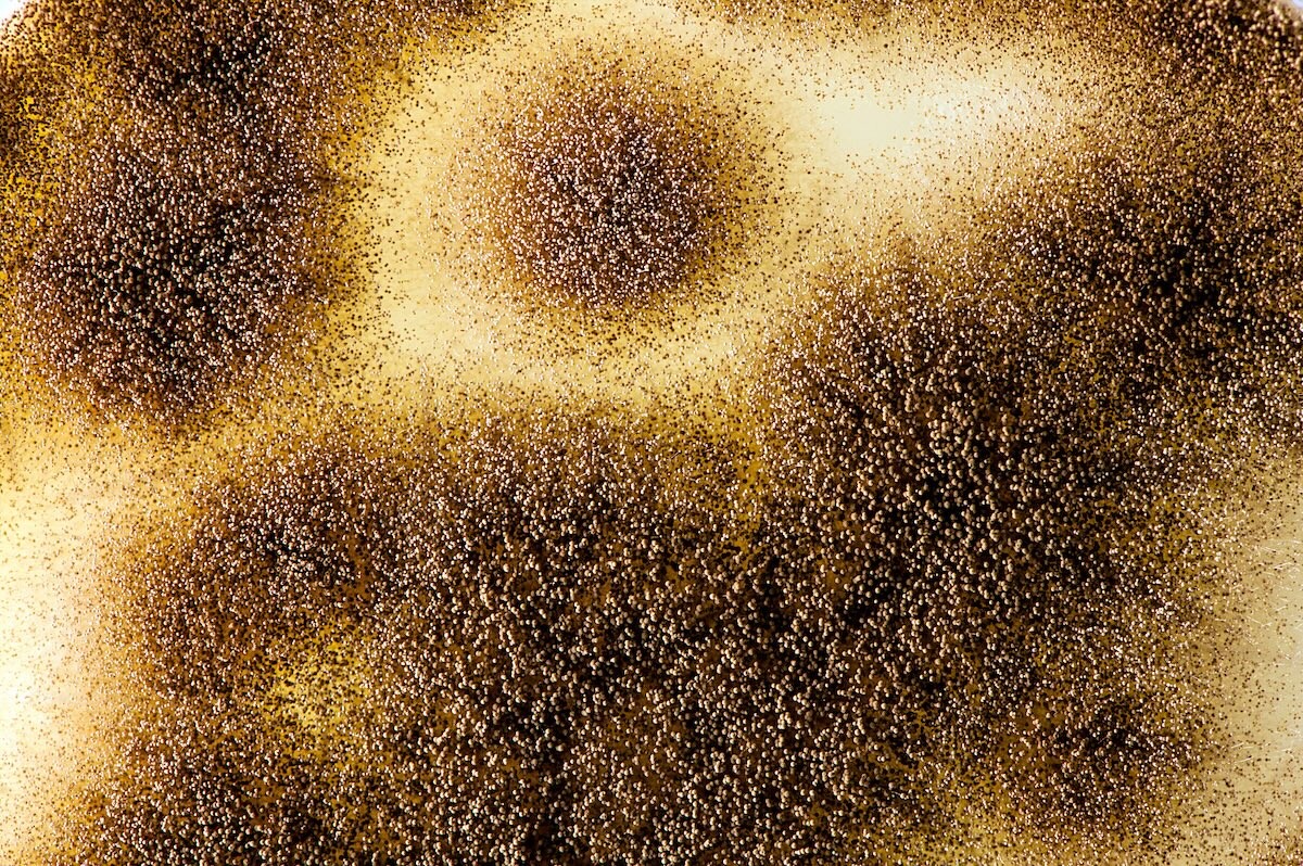 close up of surface of aspergillus nieger culture with spores