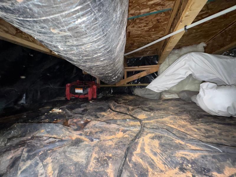 Crawlspace Hern