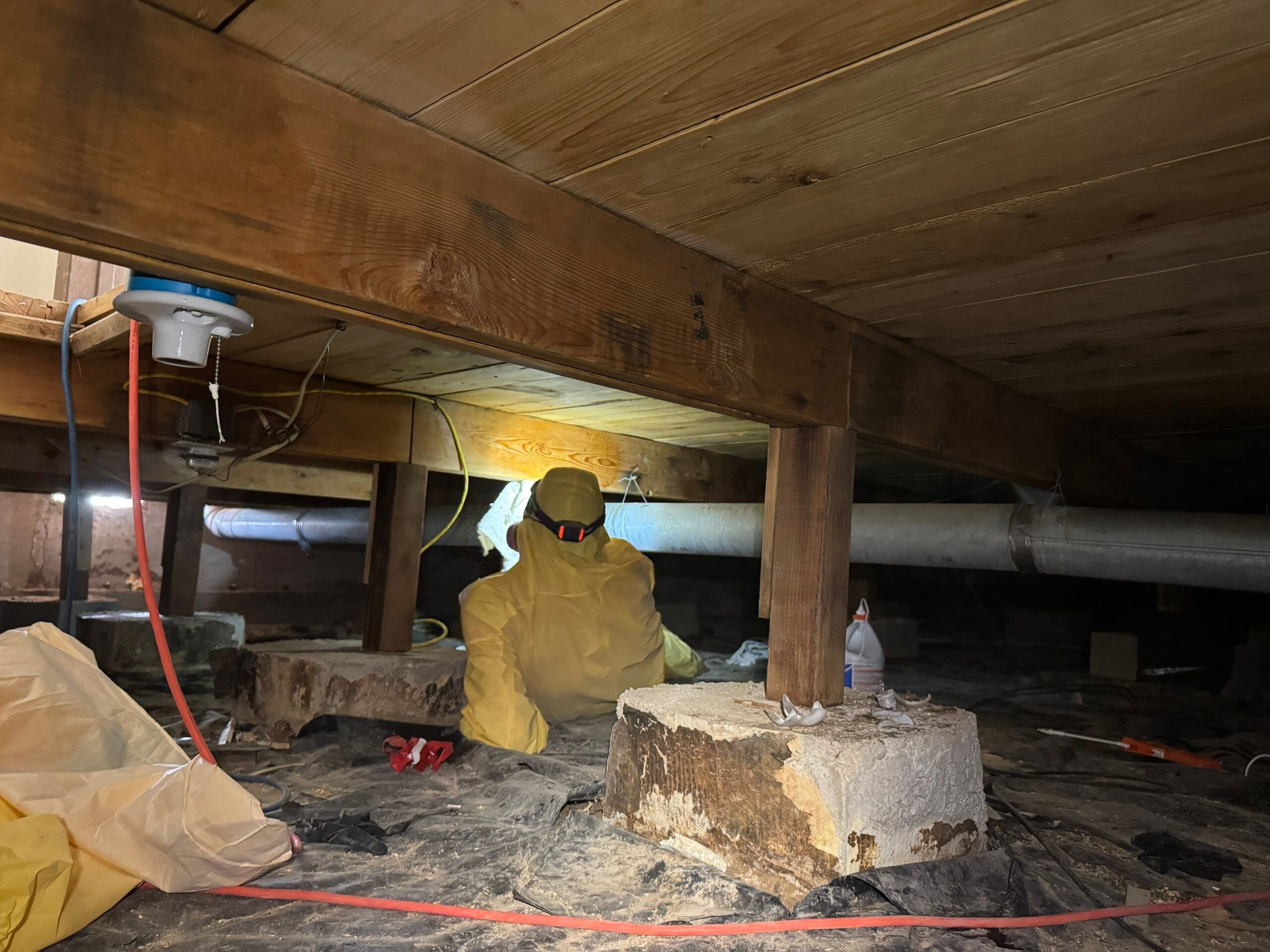 mold remediation nampa