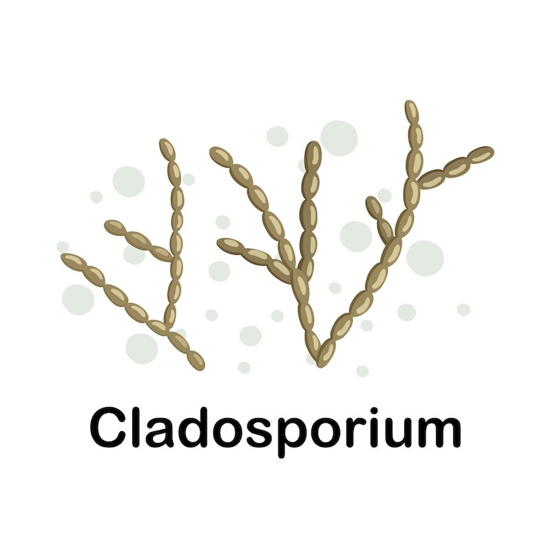 Cladosporium.Microorganisms. Medicine and health. Cartoon. Microbiota. Microbiome. Vector stock illustration. Isolated.Bacteria in the body. Bifidobacteria.