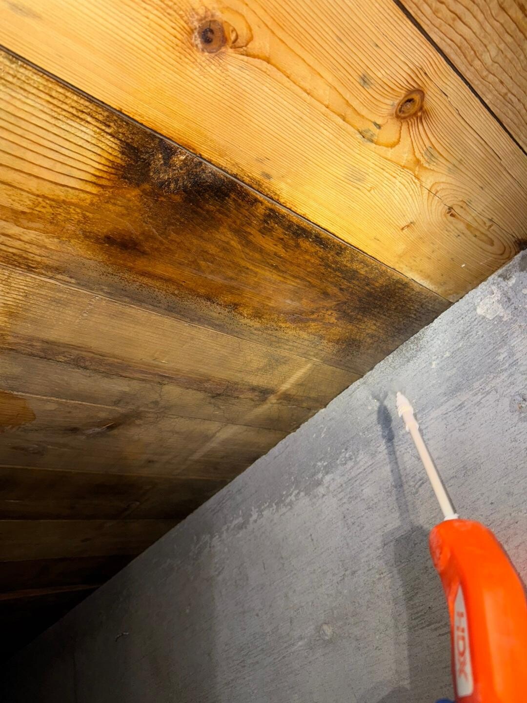 mold removal process