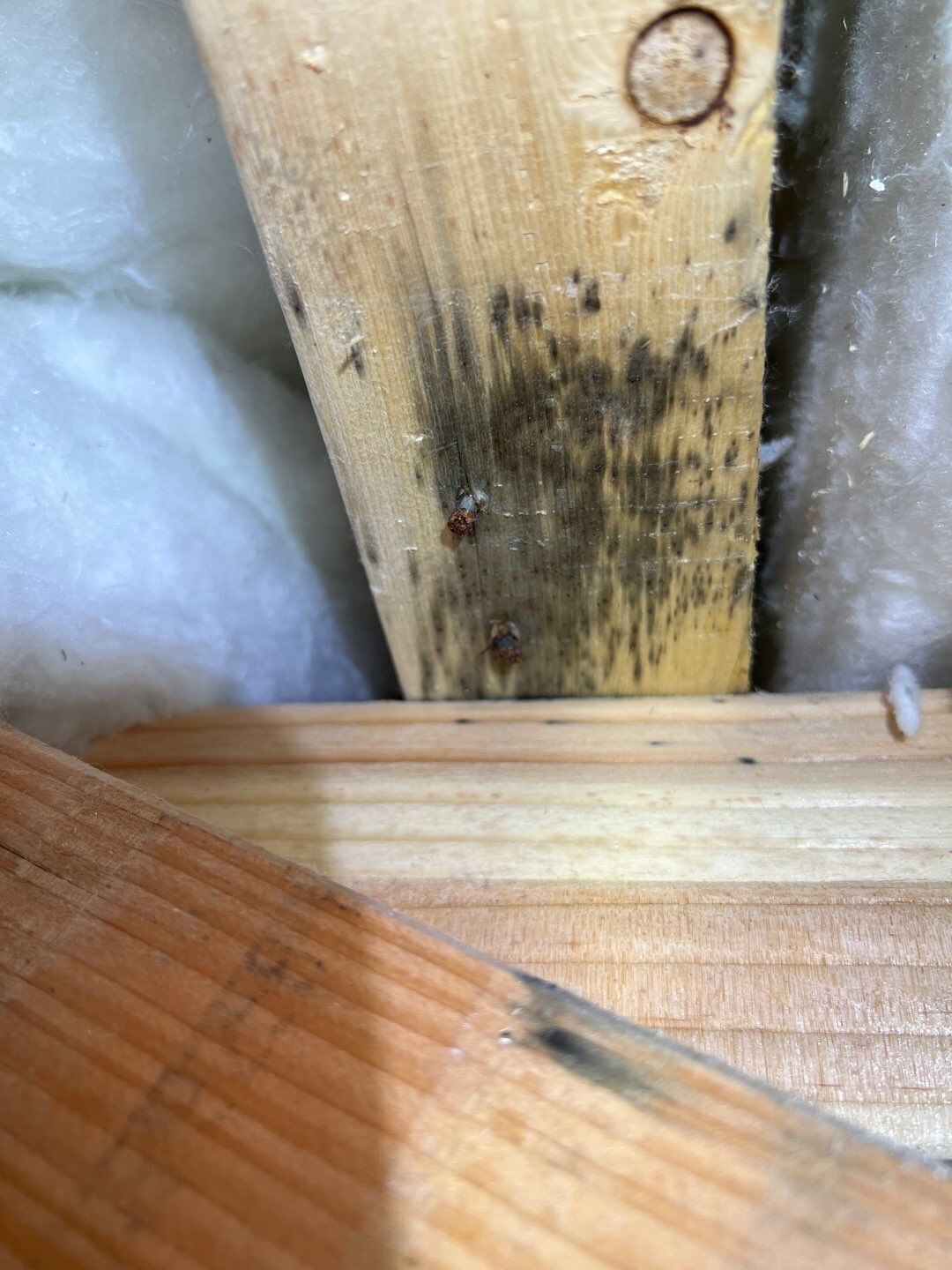 mold for remediation in construction 
