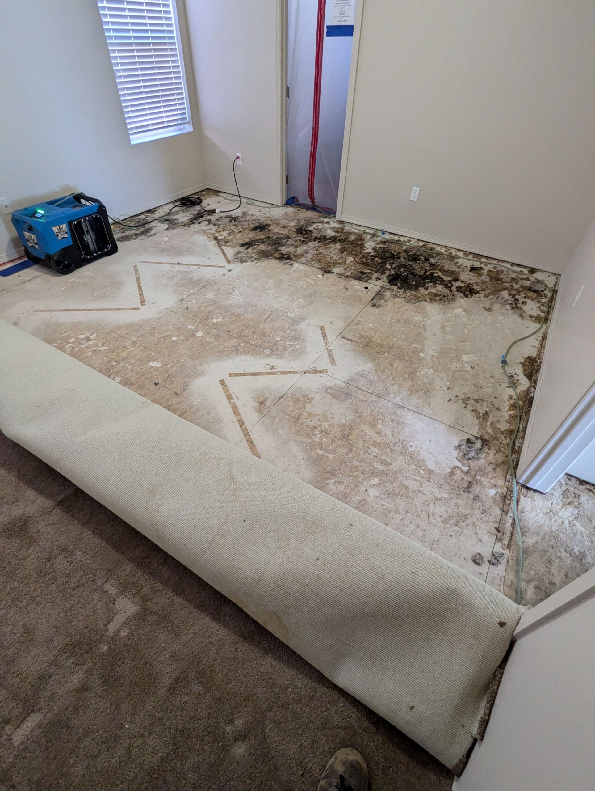 mold remediation in existing and new construction