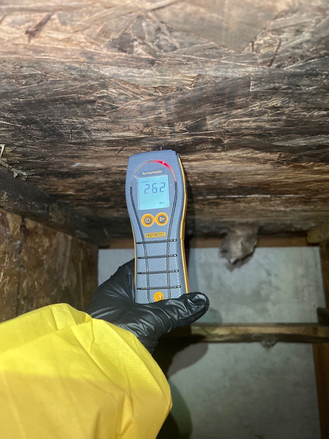 new construction mold remediation