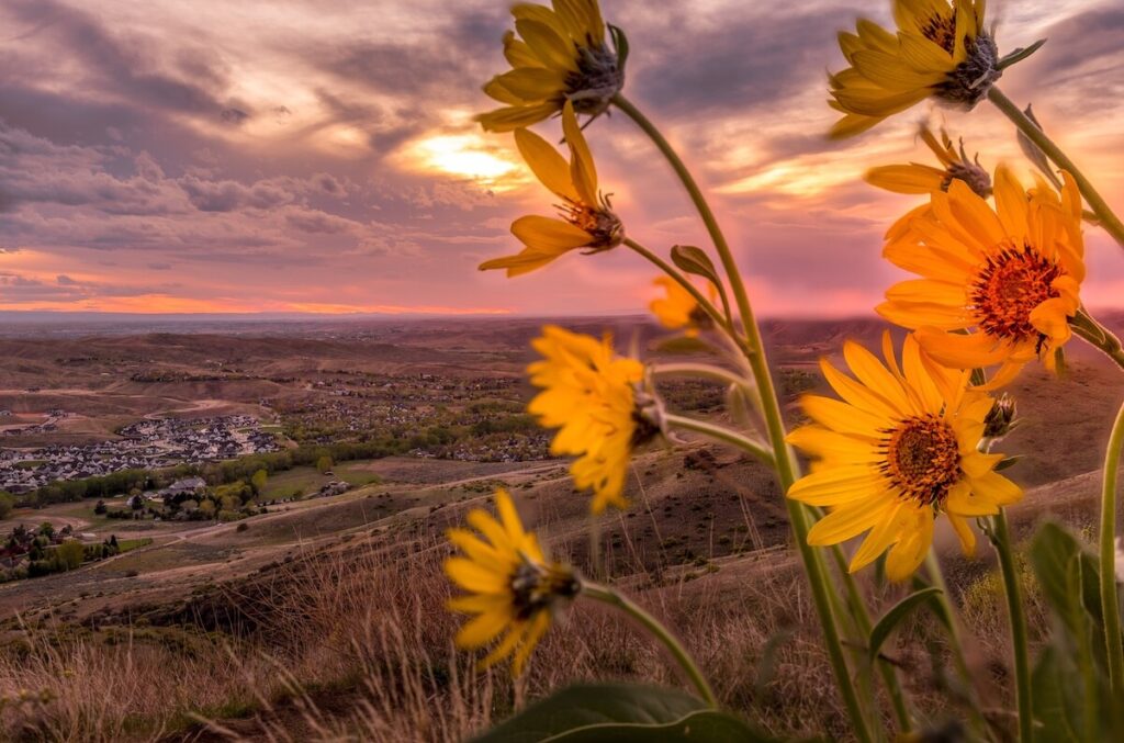 Arrowleaf balsamroot wildflowers overlooking Boise mountains at sunset.