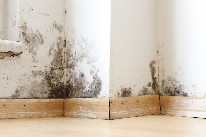 Mold Damage Fast Emergency Resopnse