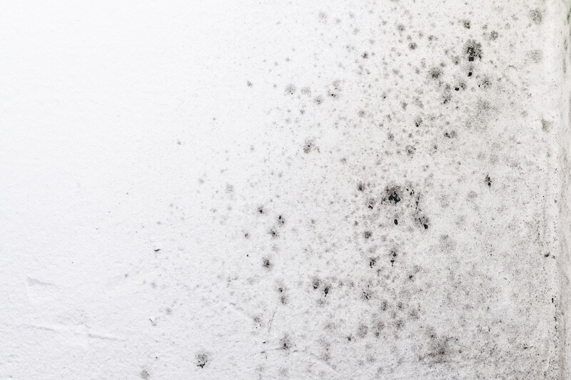 Fungal mold spots growing on white room wall