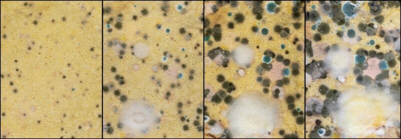 Mold Growth Time Lapse