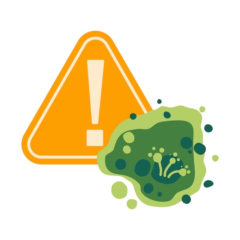Stop Mold Growth