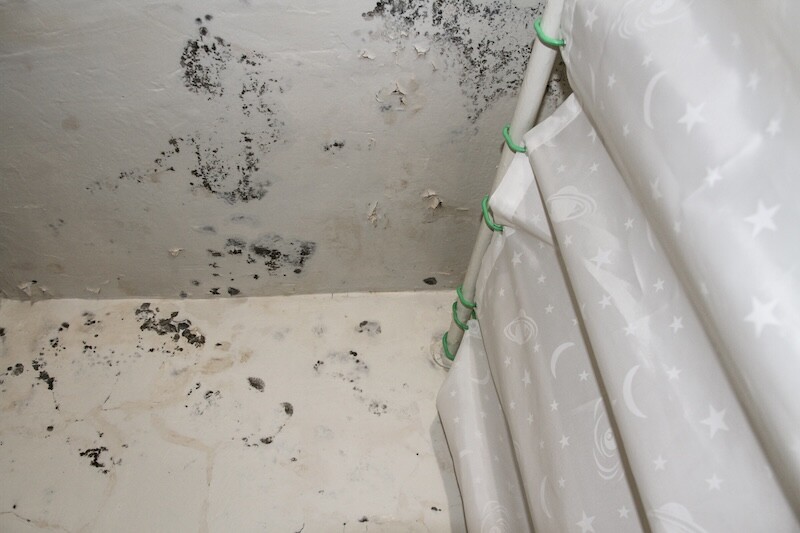 Water Damage Mold Growth