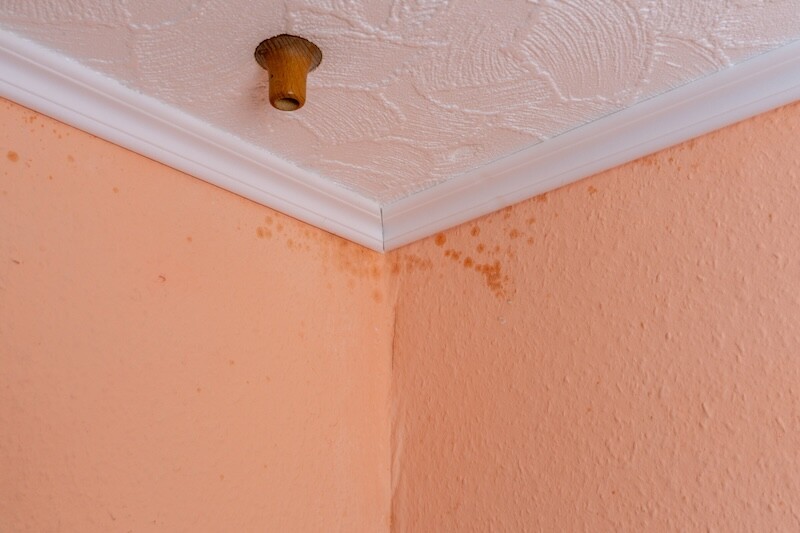 Mold infestation spreading across an interior wall due to excess moisture and poor ventilation. Vertical view. Indoor air quality and health concerns. SSUCv3H4sIAAAAAAAACpyS227DIAyG7yftHSKuG4k0p3WvUu3CgJugUqiAdJqqvvs4JBG73V382f7tH+f5/lZVhIGTnHxWzxiFWCq1OG/BS6MDpoeVW9QCbUketh1oCUCWEQrpjZWgSsjA81nDDQPUi1IRv1KSOA9+cejiLivi4HEKGhnuEnnhc46rLZGSoSOkCDkUzC0ssQ1l8X915o+v3fCEmv+khQsjFhVCNnLOpeT67dHeSmuwCGkKVw/DQcWCtlACeQcLf/ruVnKpp4IYP6e7bErcLNrbuNVuhihj7sBUfPVLGIMbn8G5UC42Xszm4S8wt2KONj55WlWJCMeJYdN2x74fTidKj2MzNt1pLcgHnWXQSetsQiHmVylKVzJuQEZsPoDStqYdZXXXiEvNWs7qlvGhH3rBR8Rwi9cvAAAA//8DABM7qlS5AgAA