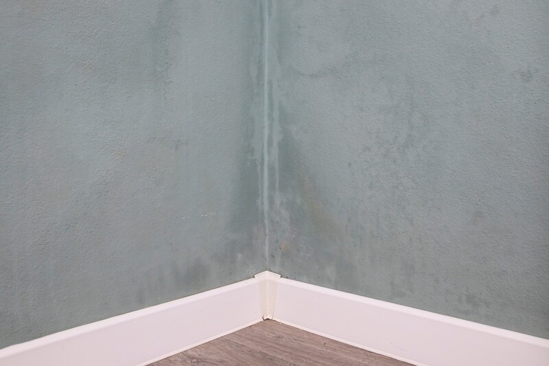 Wet Wall Mold Growth