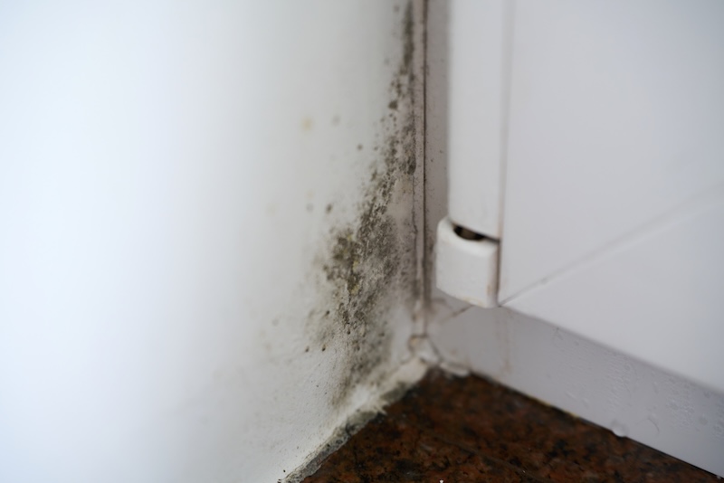 Close up of mold near baseboard