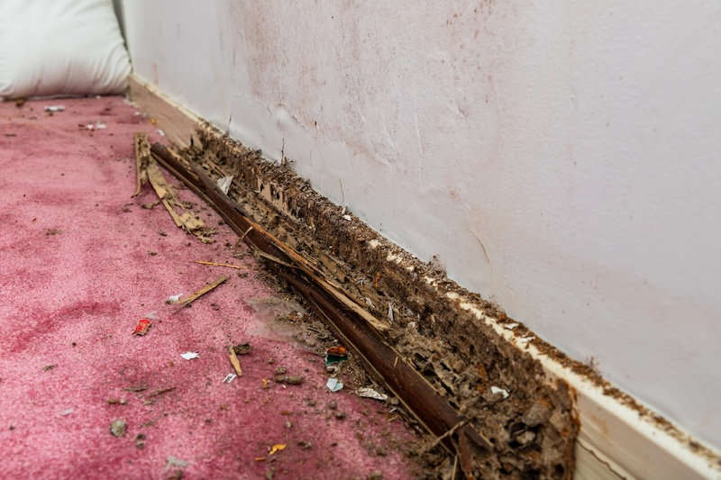 Termite and water damage to baseboard of house, selective focus.