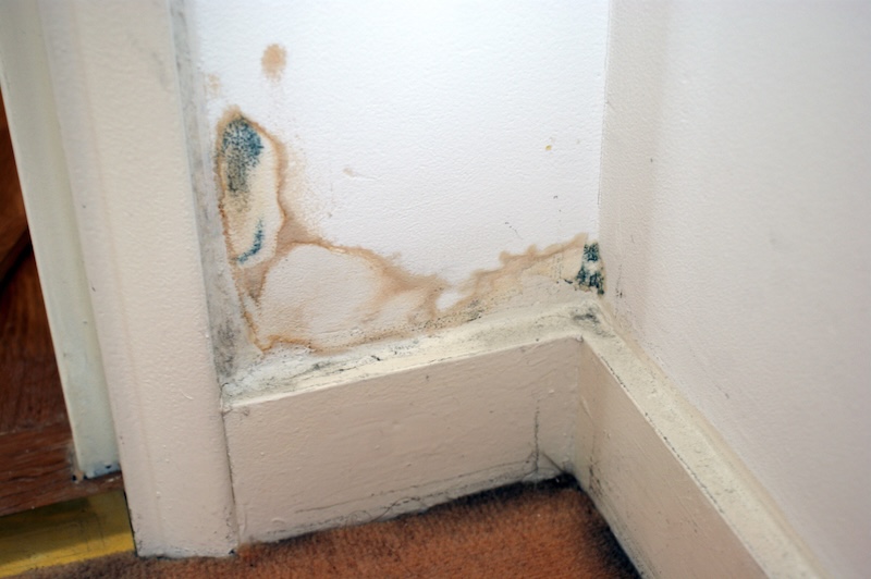 mold on swollen watery baseboards